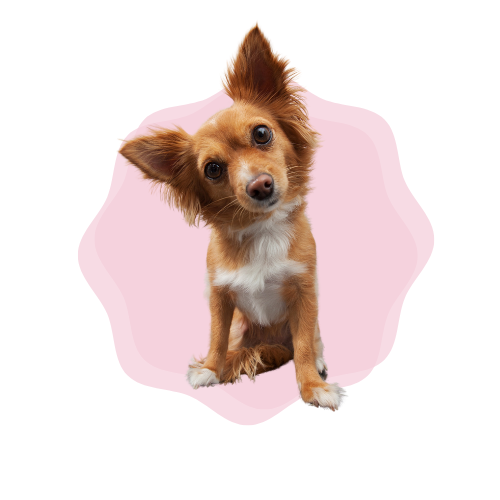 Moms Logo3 The pink glove, pooper scooper, rochester pooper scooper, pet waste removal services