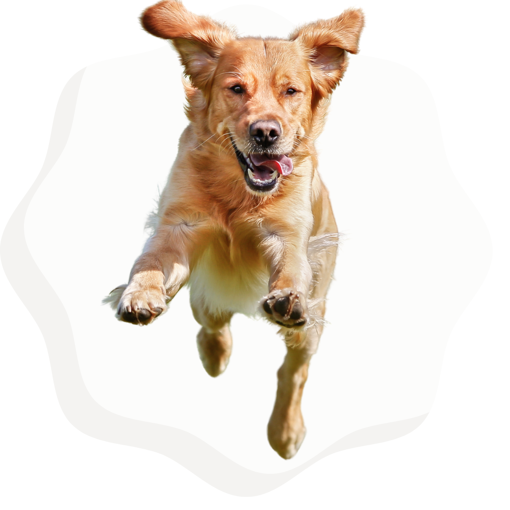 one time dog poop cleanup