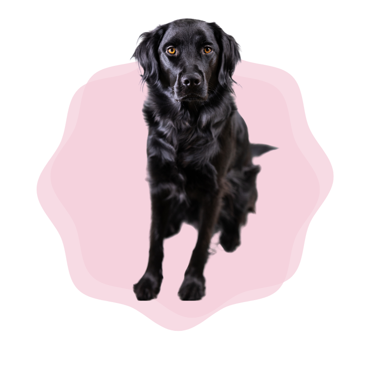 one time dog poop cleanup