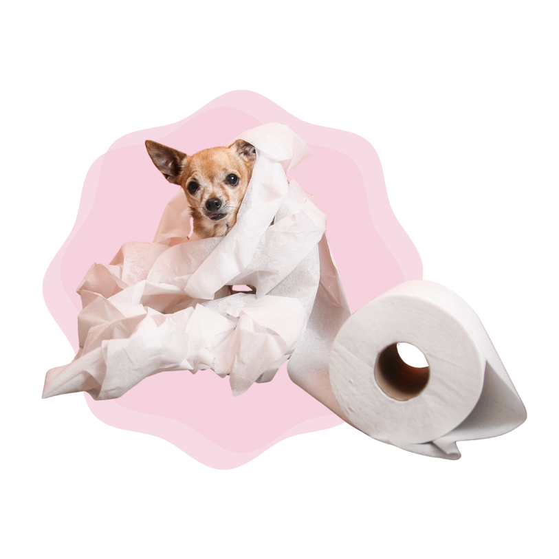 Best Pooper Scooper, Pooper Scooper, Rochester, Pet Waste Removal, The Pink Glove,