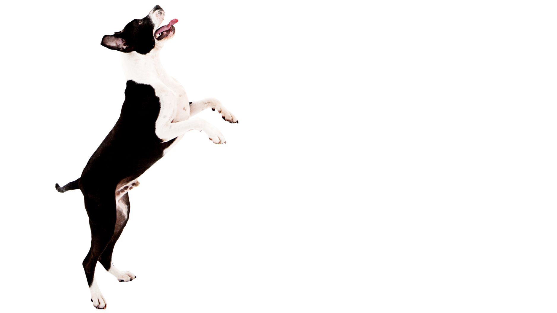 one time dog poop cleanup