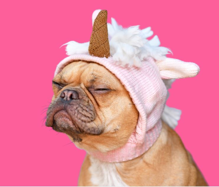dog poop cleanup service Macedon NY, pooper scooper Macedon NY, pet waste removal Macedon NY, yard cleanup dogs