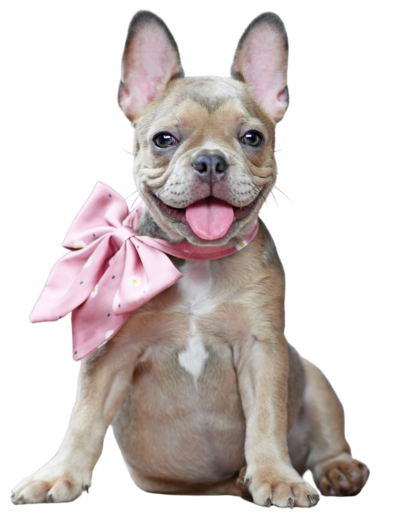 dog poop cleanup service Macedon NY, pooper scooper Macedon NY, pet waste removal Macedon NY, yard cleanup dogs, the pink glove, the pink glove-roc