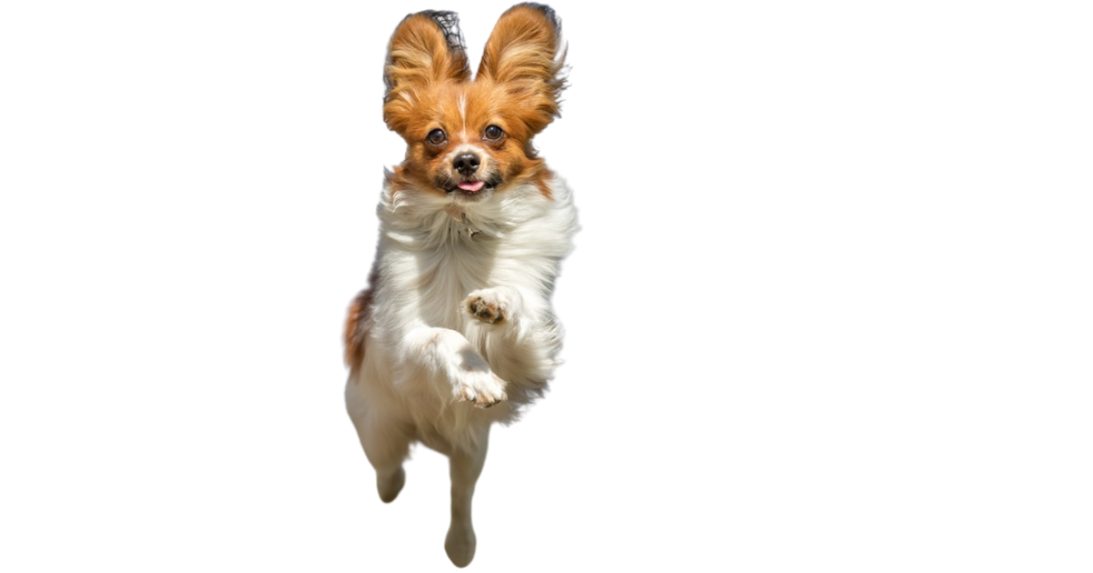 dog poop cleanup service Macedon NY, pooper scooper Macedon NY, pet waste removal Macedon NY, yard cleanup dogs