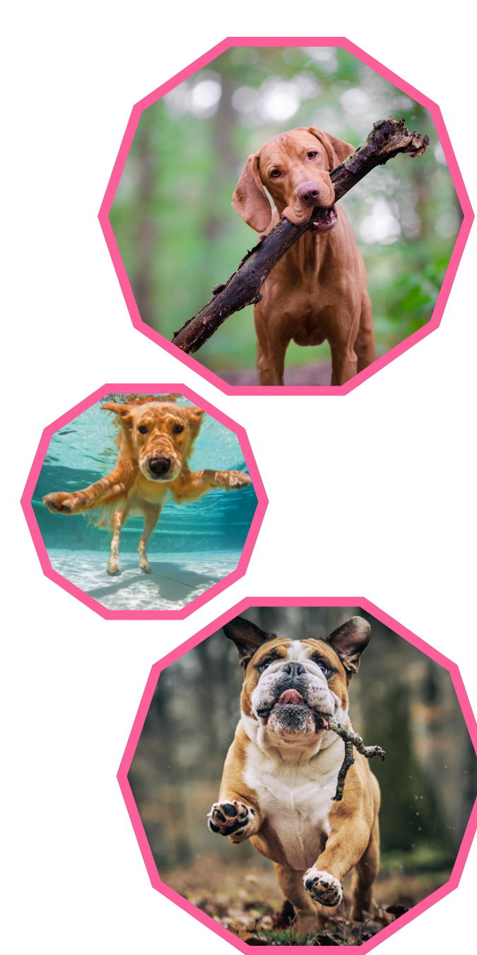 The Pink Glove, Dog Poop Cleanup, Service Penfield NY, Pooper Scooper